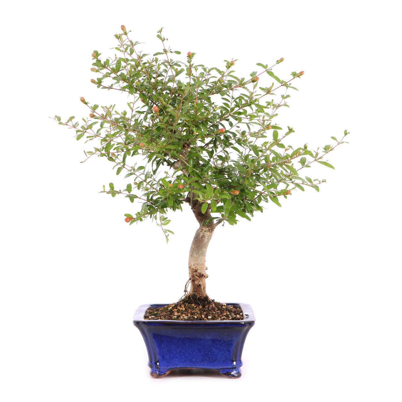 Punica granatum 'Nana'