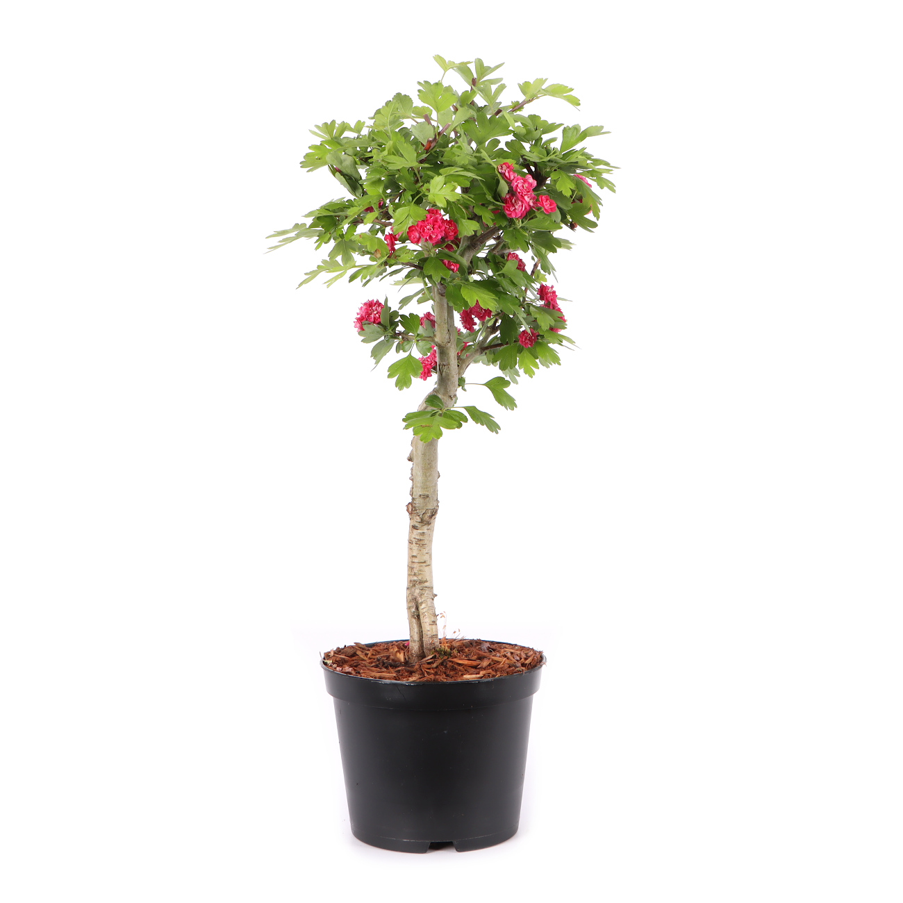 Crataegus laevigata 'Paul's Scarlet'