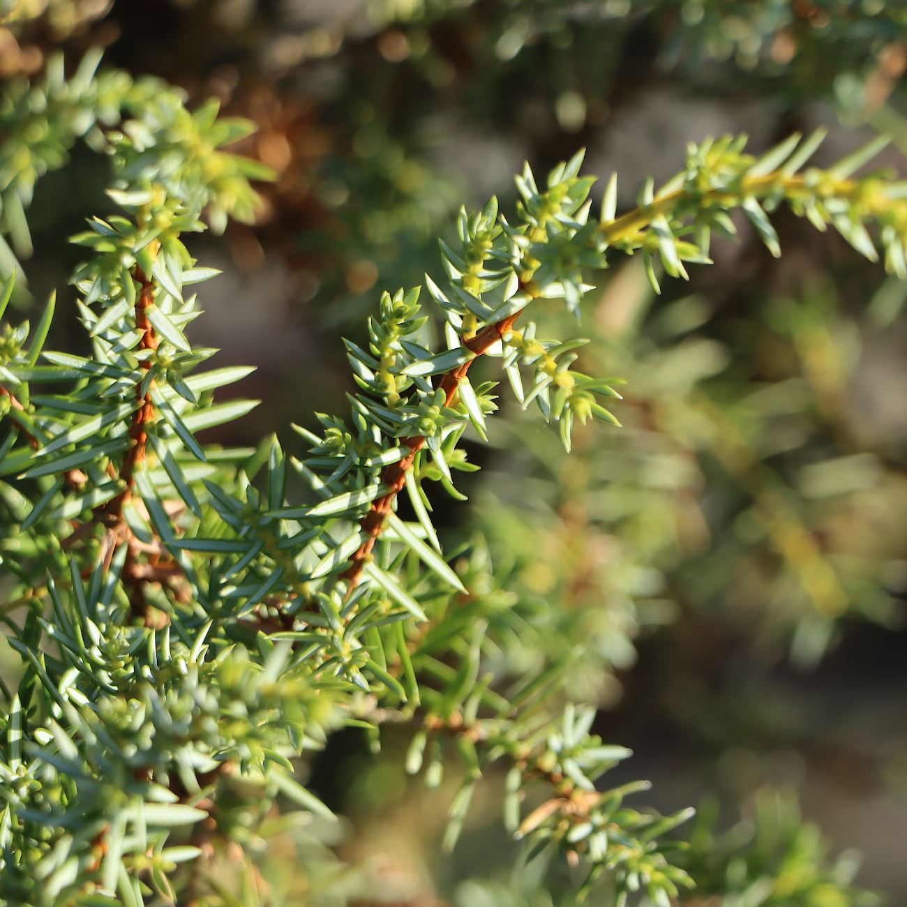 Juniperus communis 'Meyer'