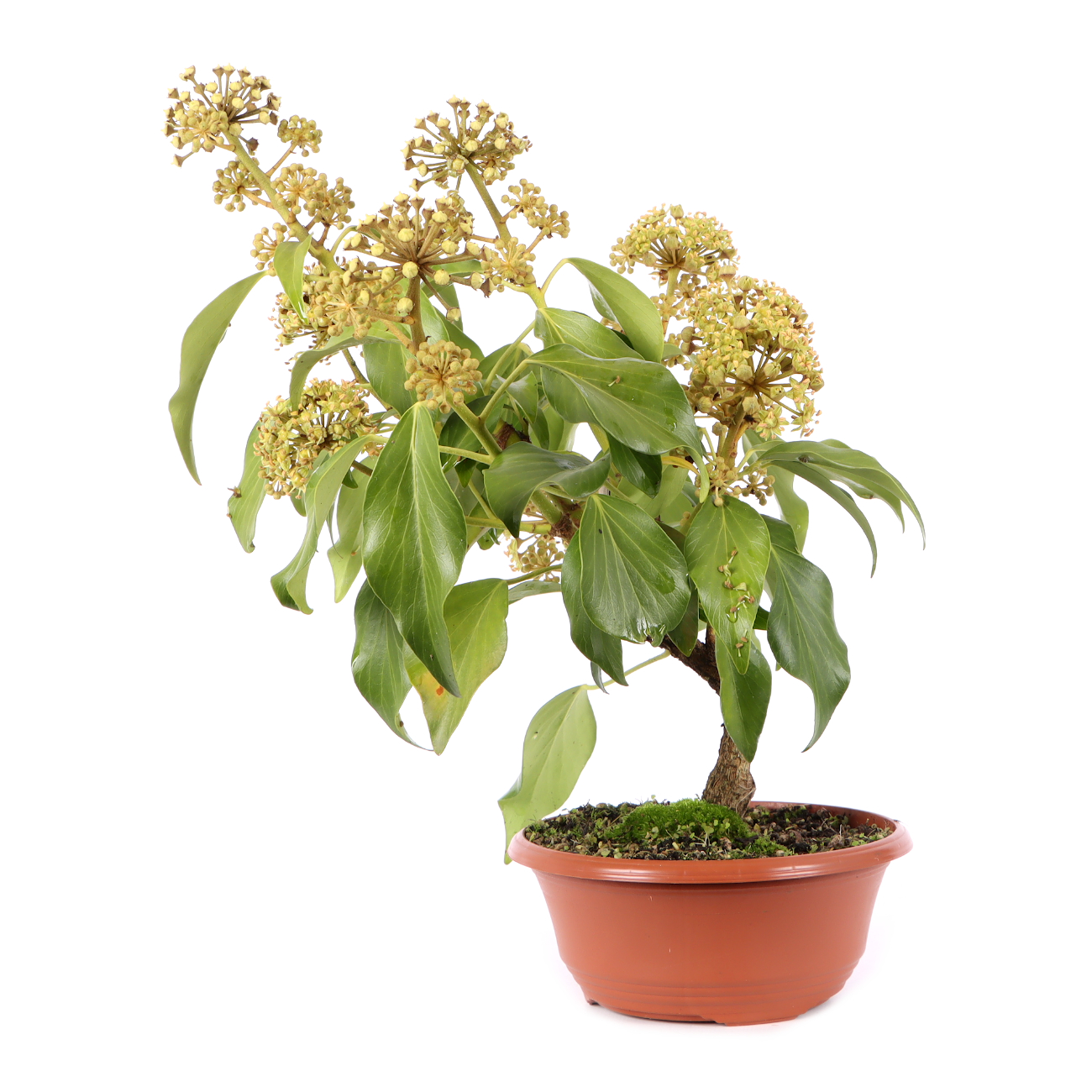 Hedera colchica 'Fall Favourite'