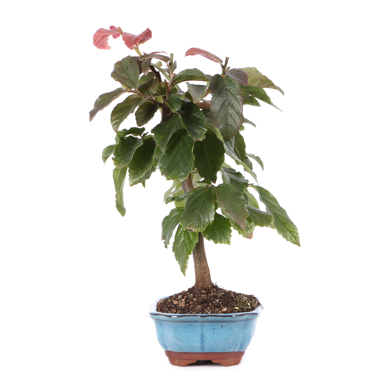 Parrotia persica 'Bella'