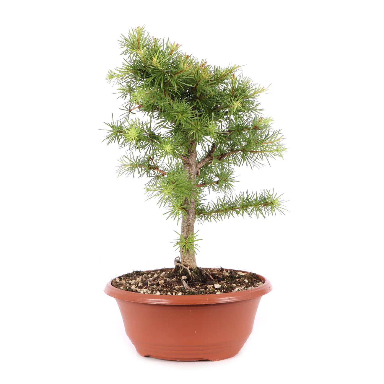 Larix kaempferi