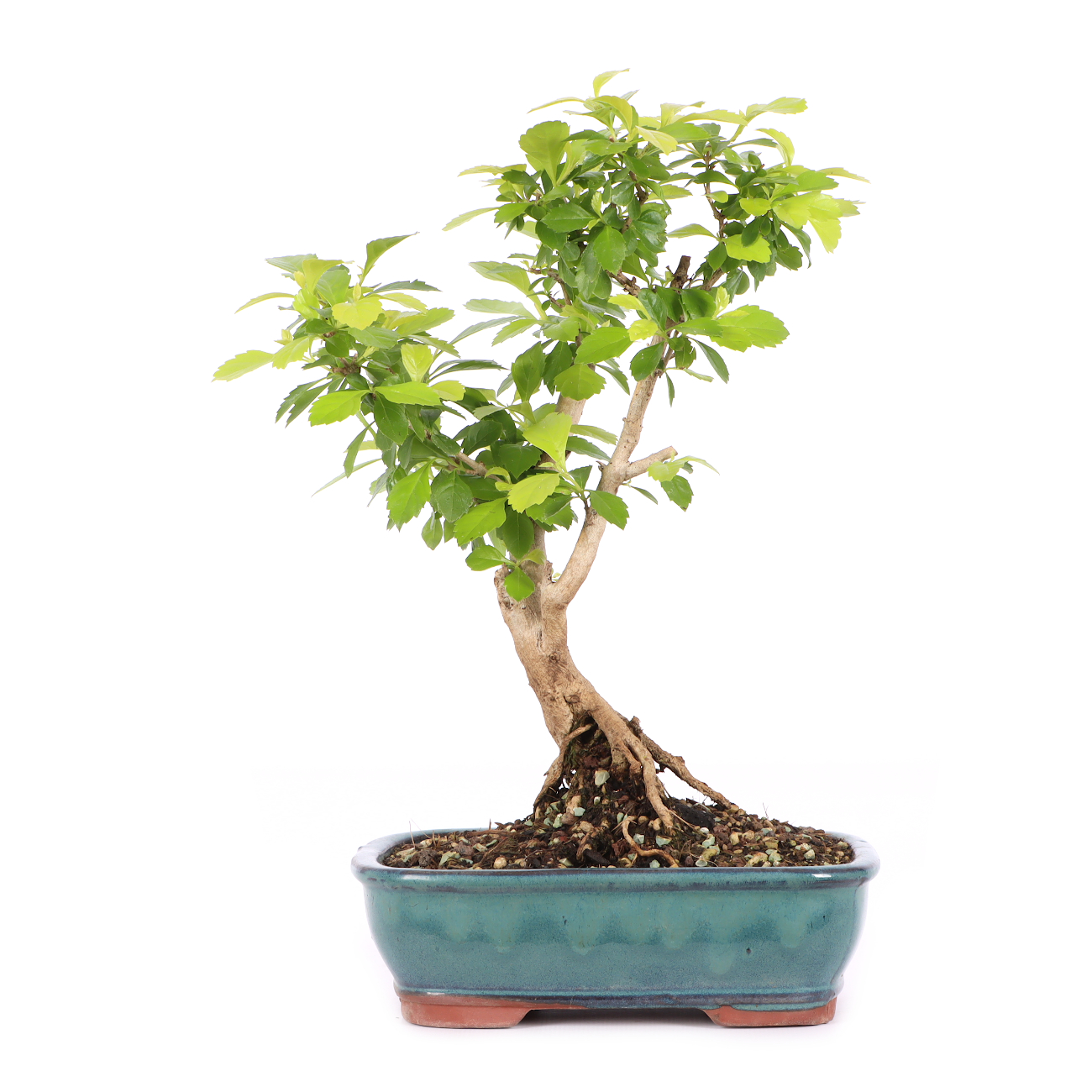 Duranta erecta