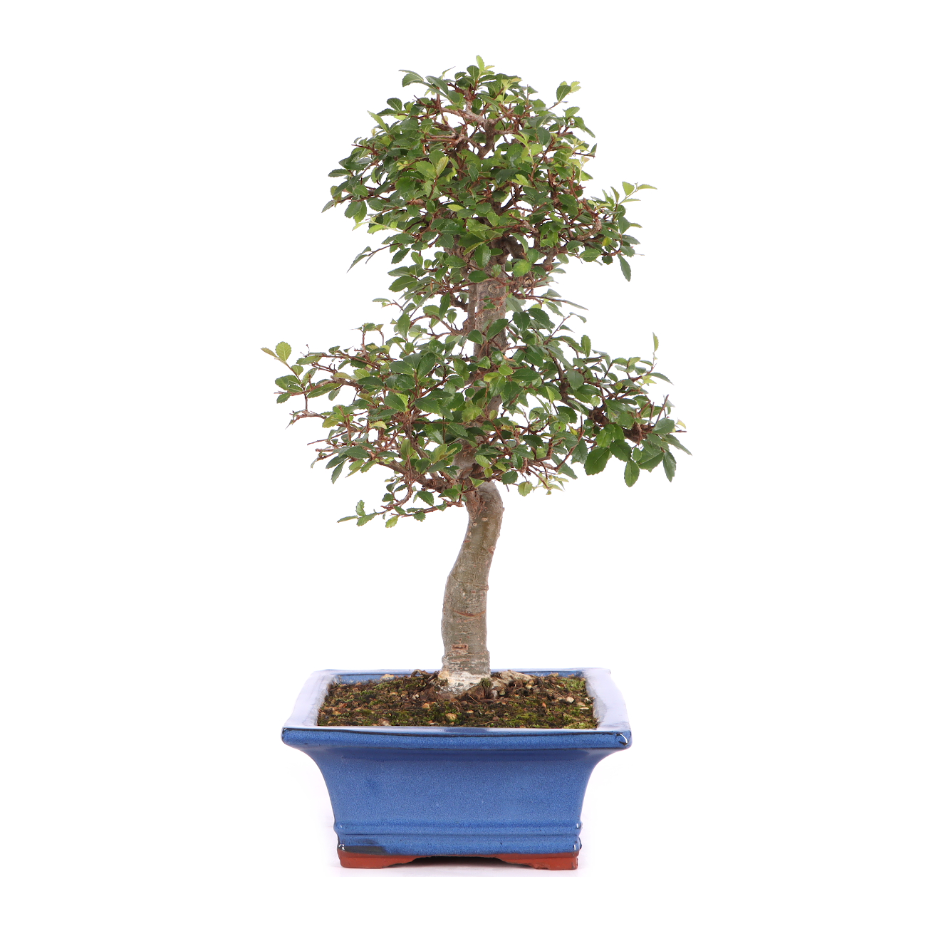 Ulmus parvifolia