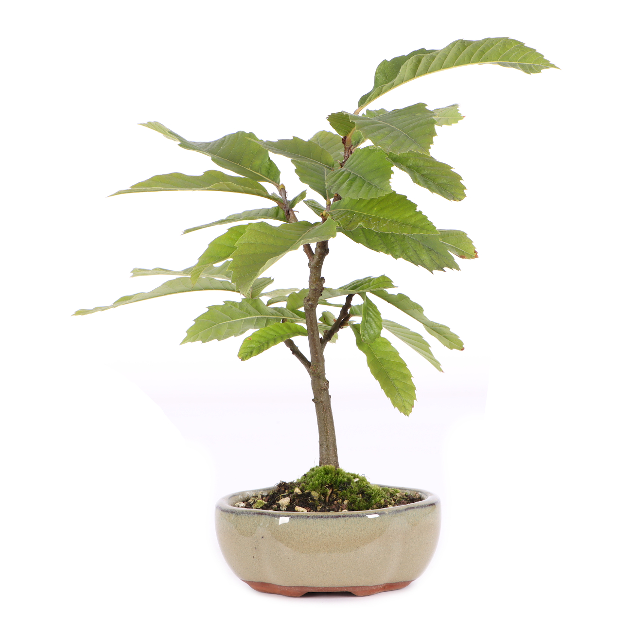 Castanea sativa