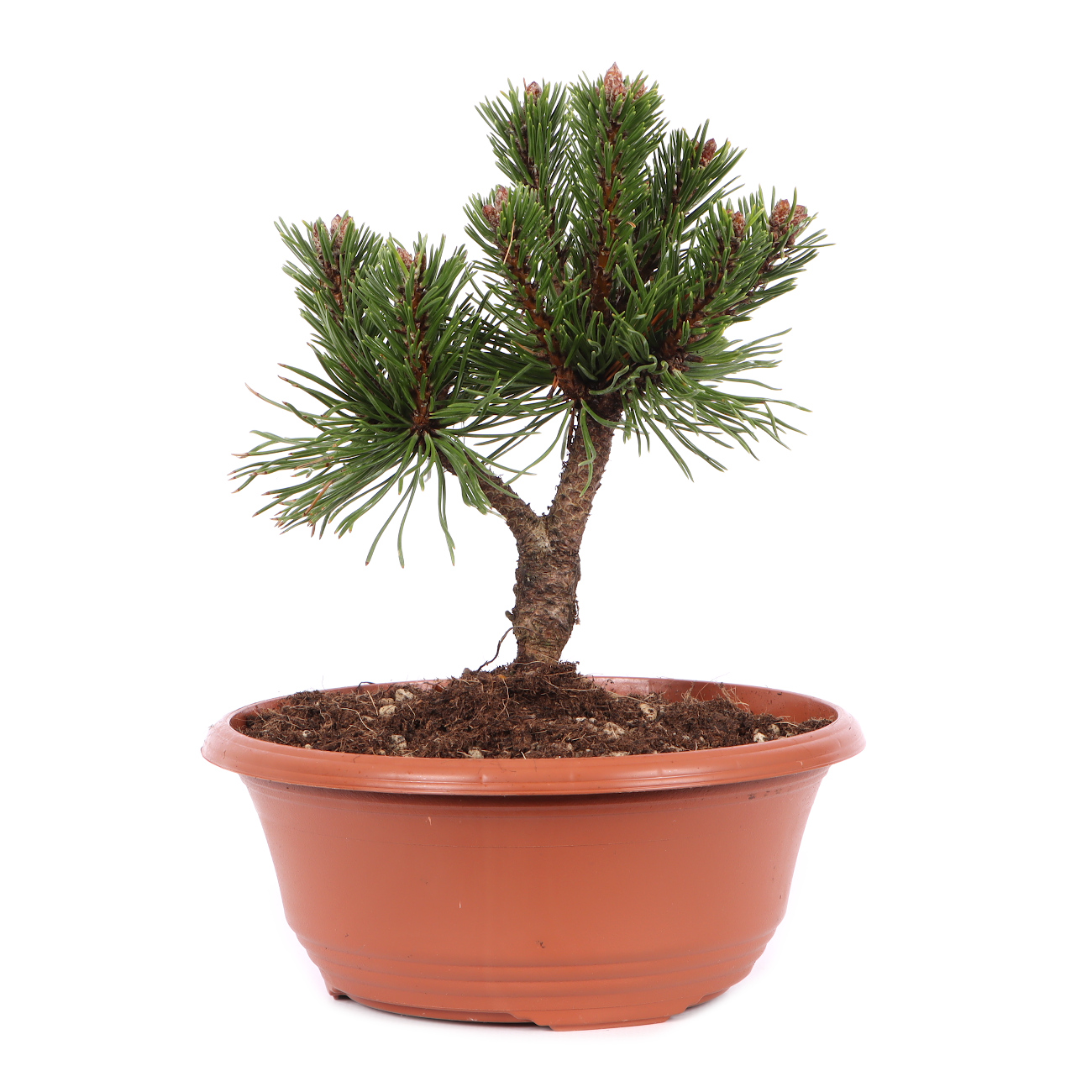Pinus mugo 'Sherwood Compact'