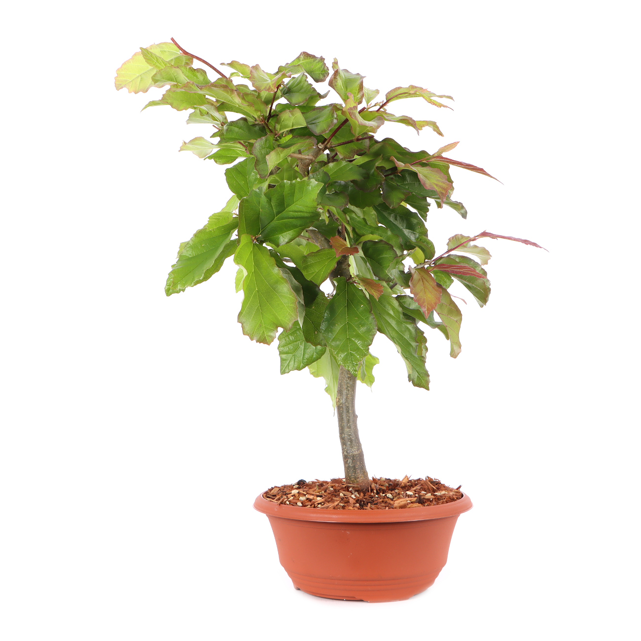 Parrotia persica 'Bella'