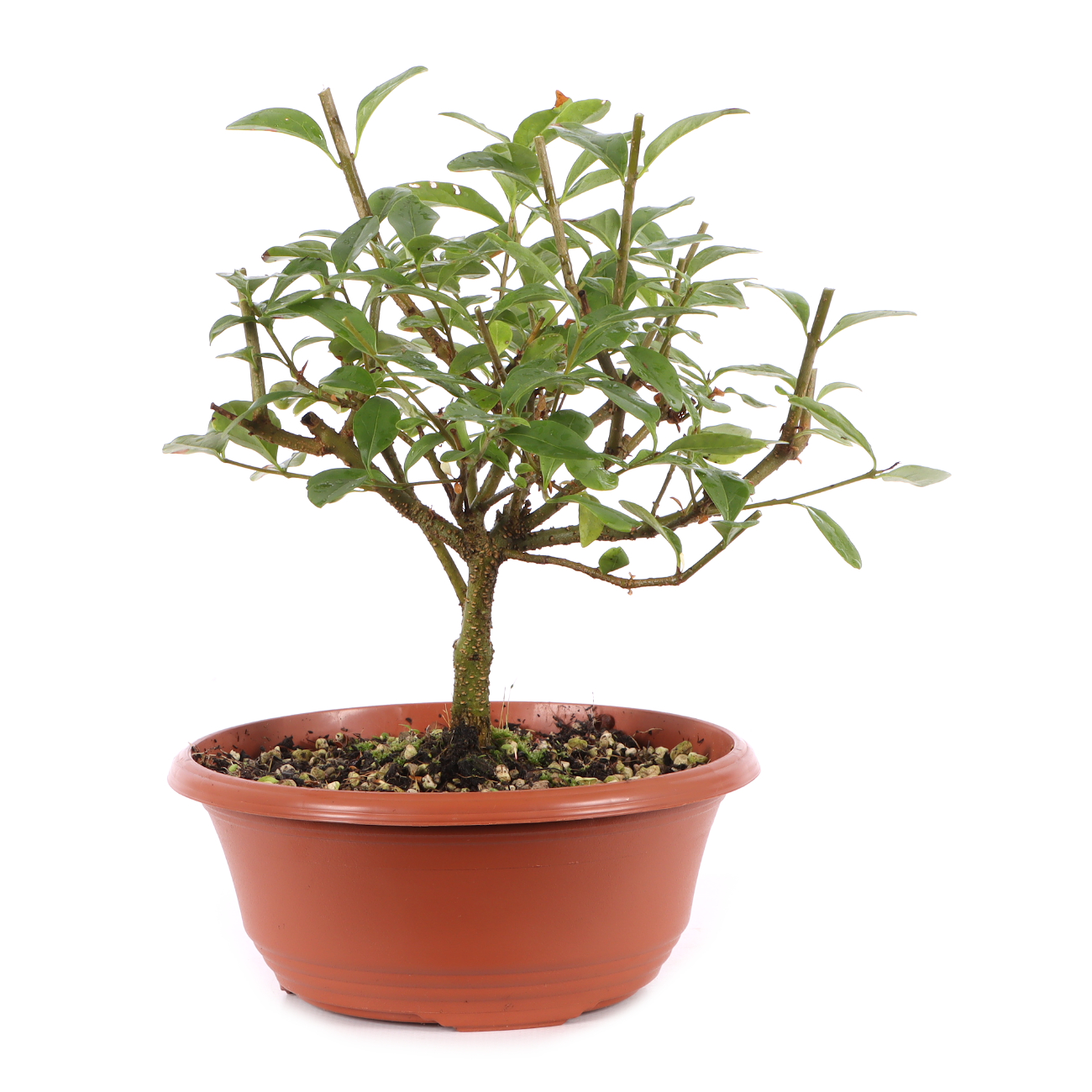 Ligustrum vulgare