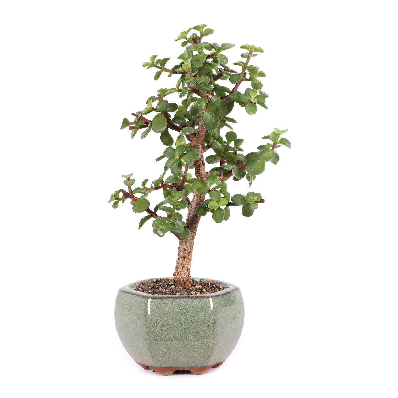 Portulacaria afra