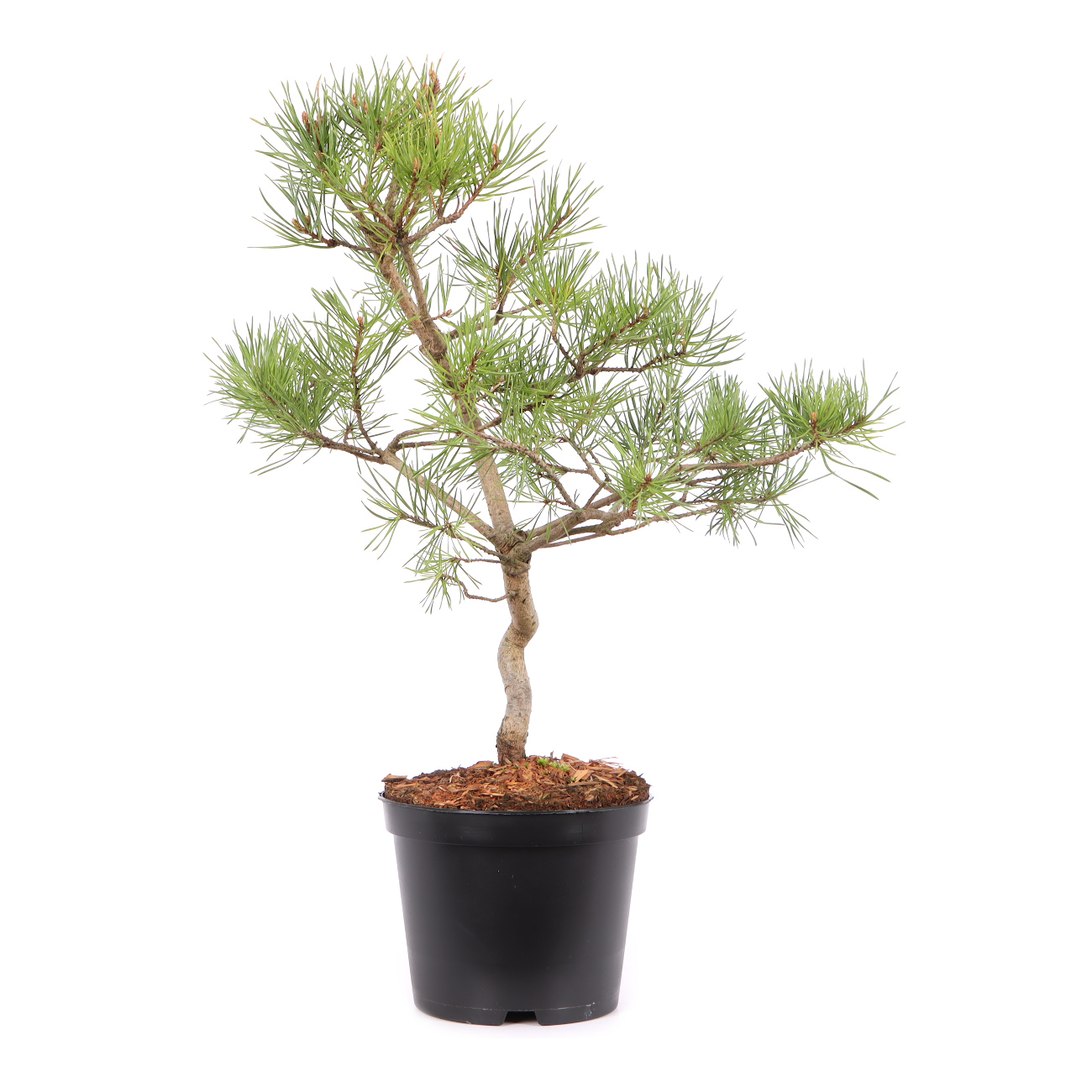 Pinus sylvestris 'Norske Typ'