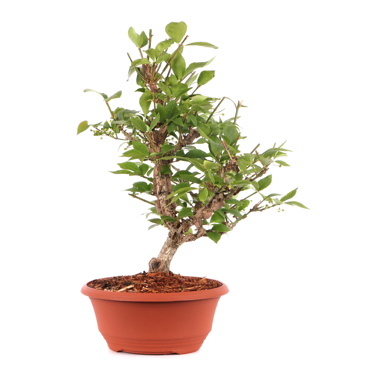Euonymus alatus