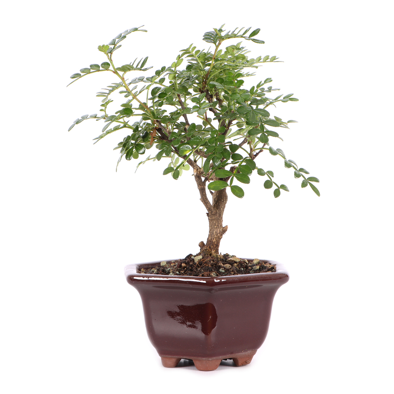 Zanthoxylum spec.