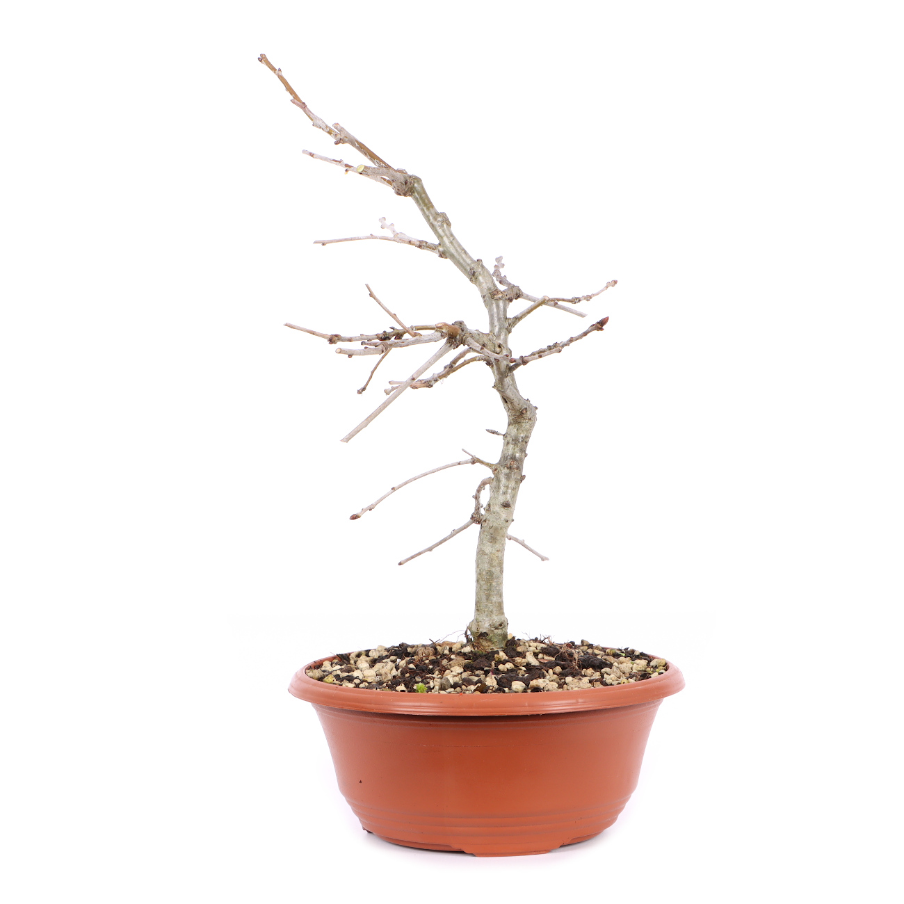 Seitenansicht rechts