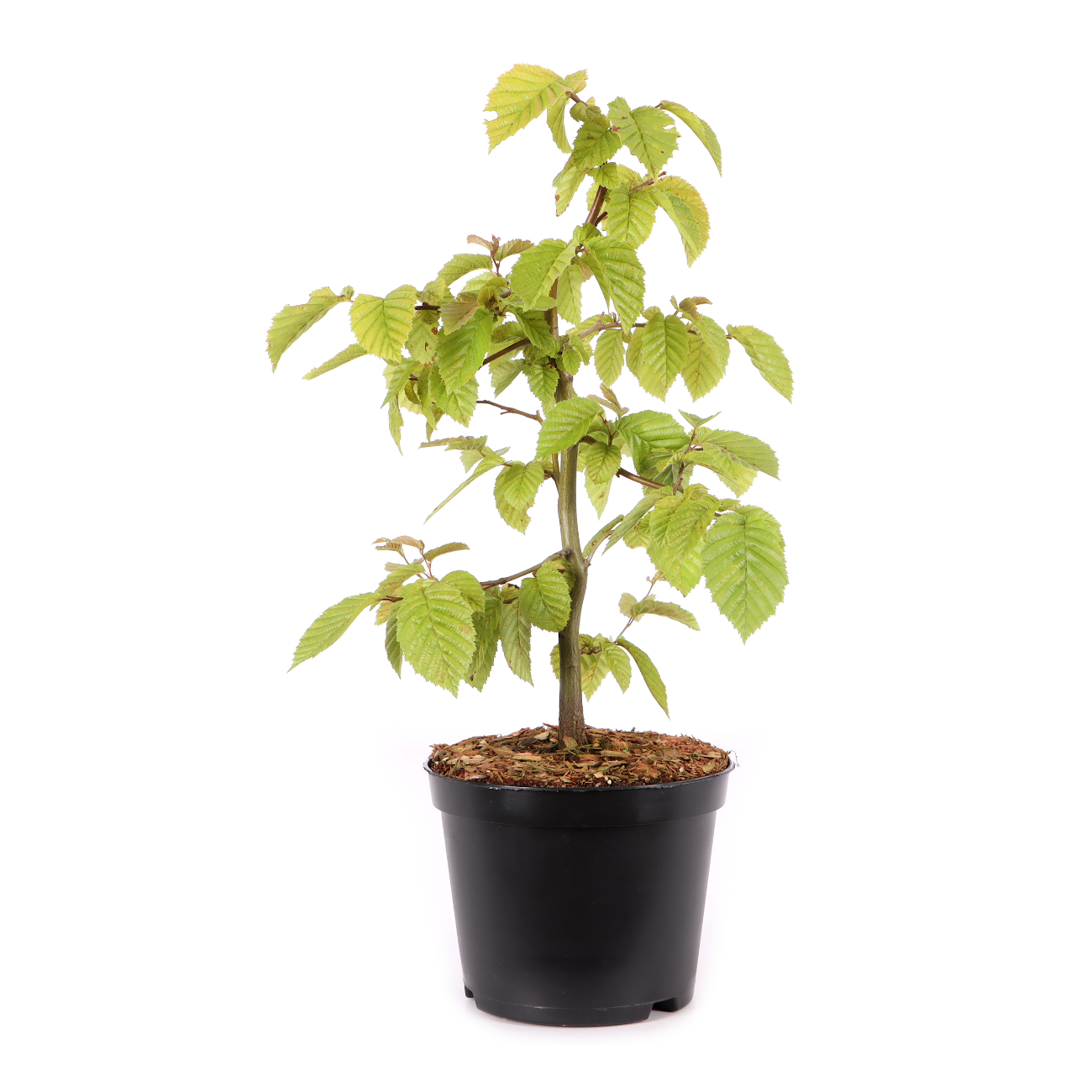 Carpinus betulus