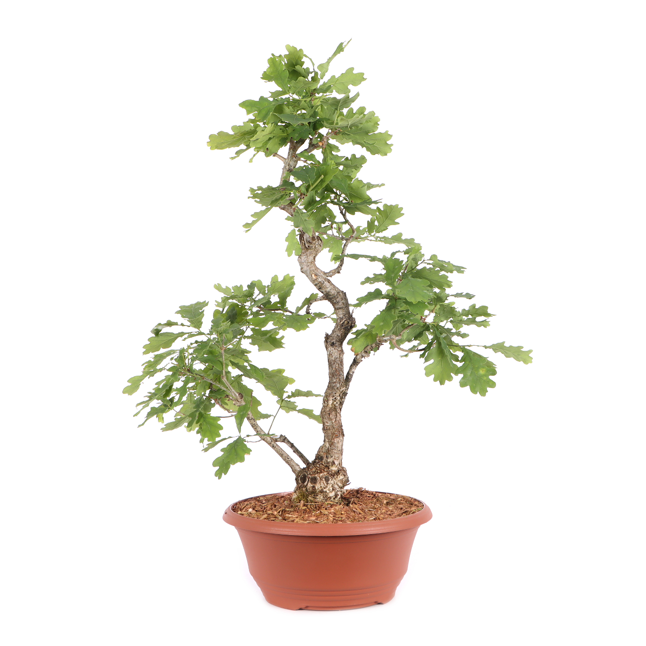 Quercus robur