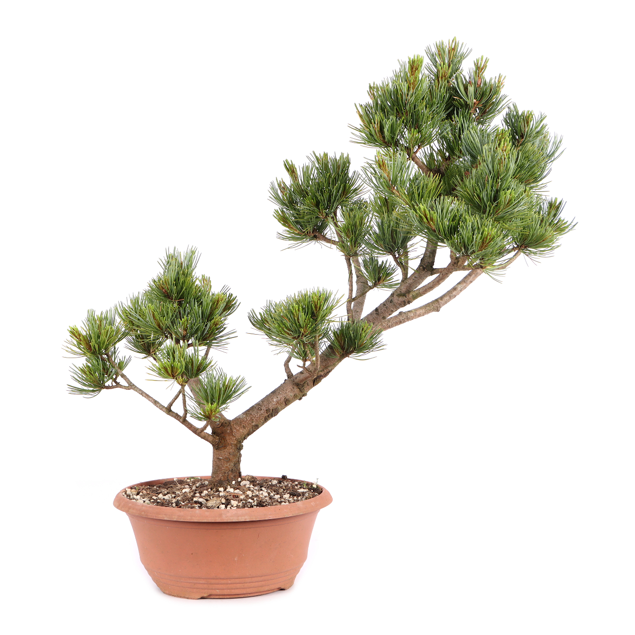 Pinus parviflora 'Glauca'