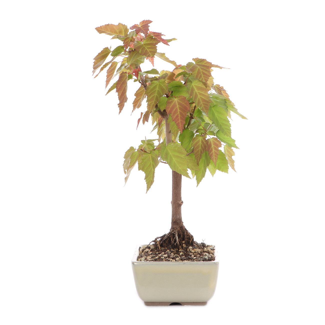 Acer ginnala