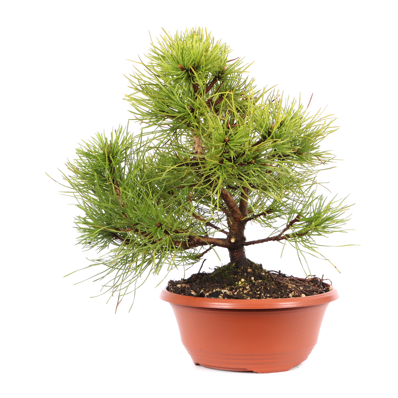 Pinus mugo subsp. uncinata