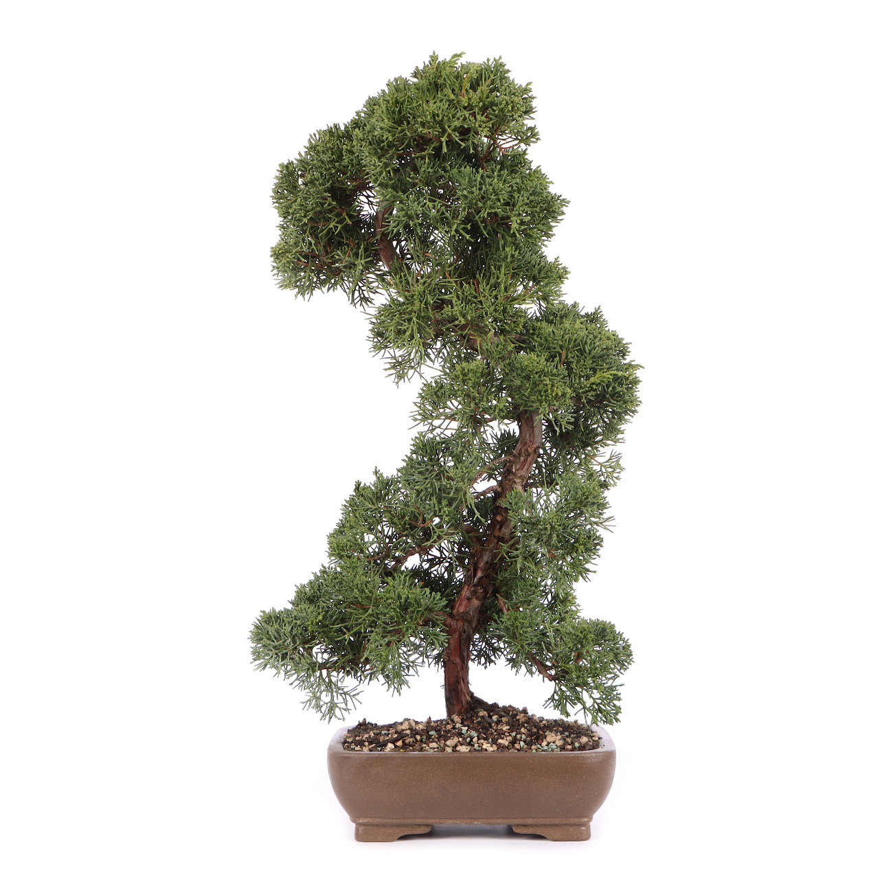 Juniperus chinensis