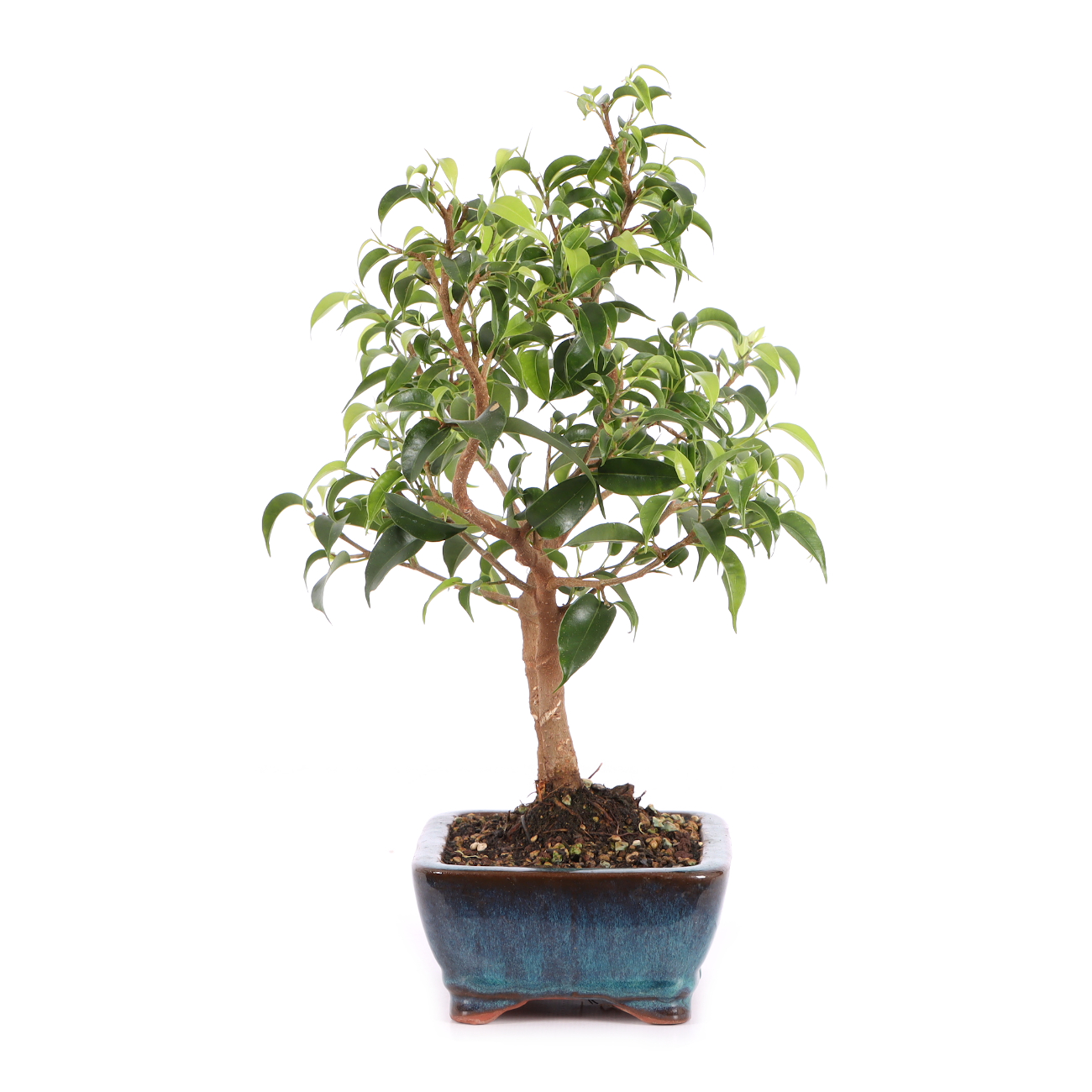 Ficus benjamina 'Natasja'