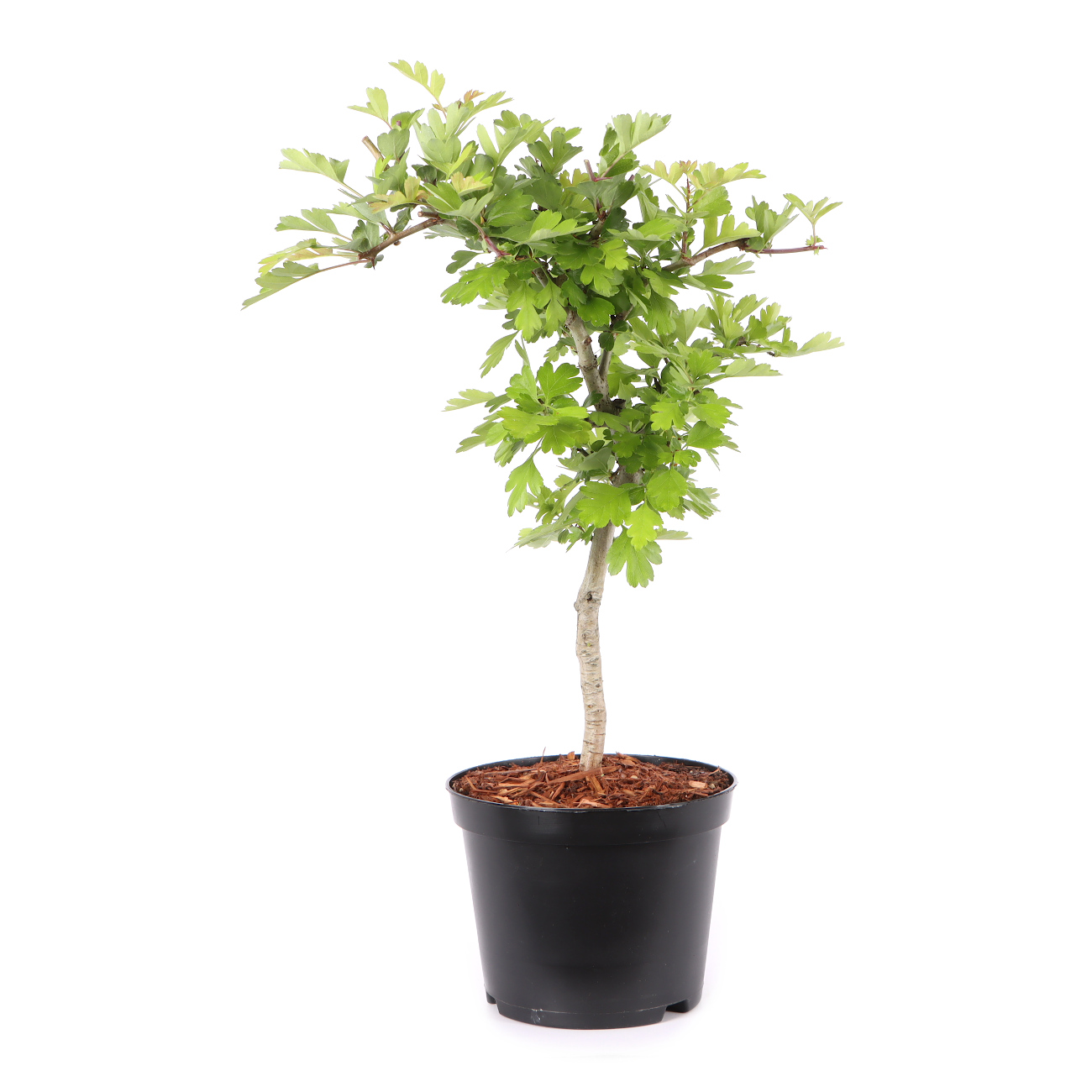 Crataegus laevigata 'Paul's Scarlet'