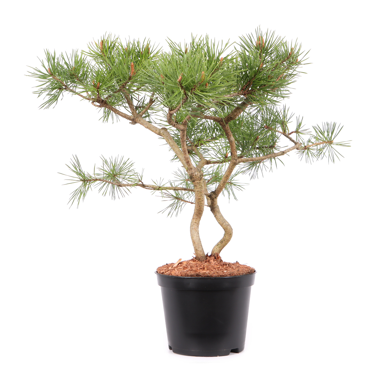 Pinus sylvestris 'Norske Typ'