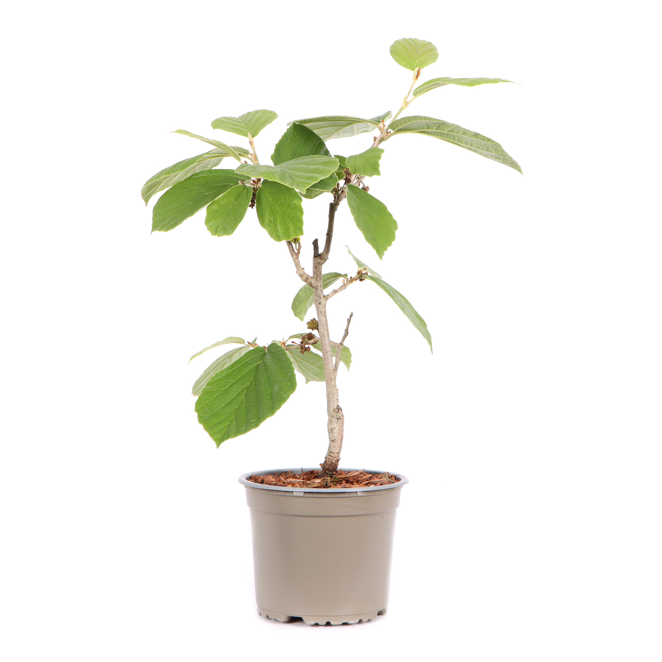 Seitenansicht rechts