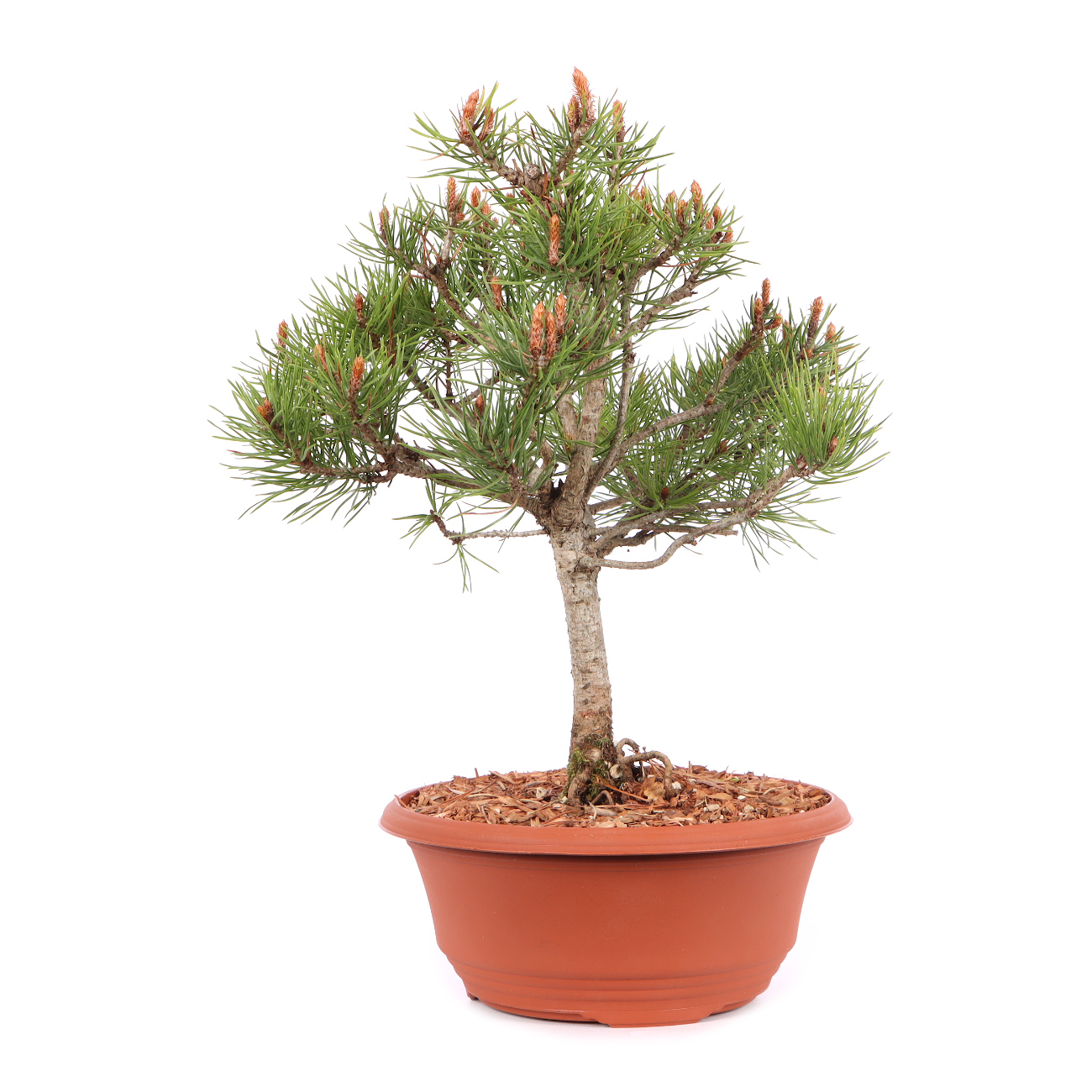 Pinus sylvestris