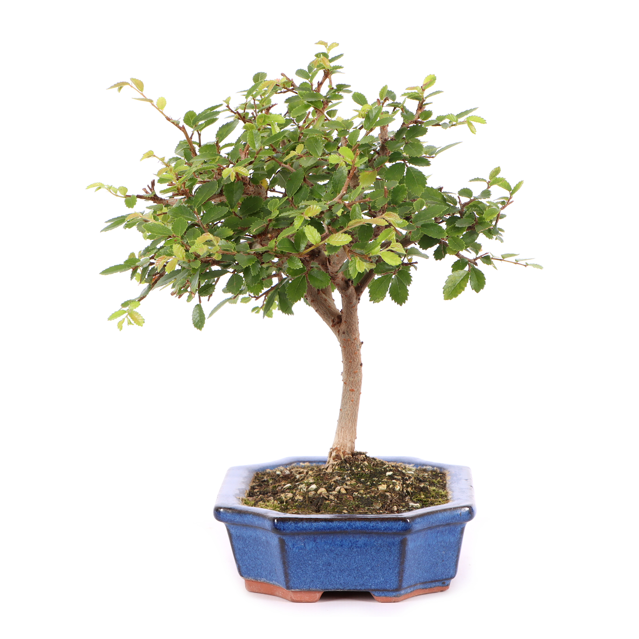 Ulmus parvifolia
