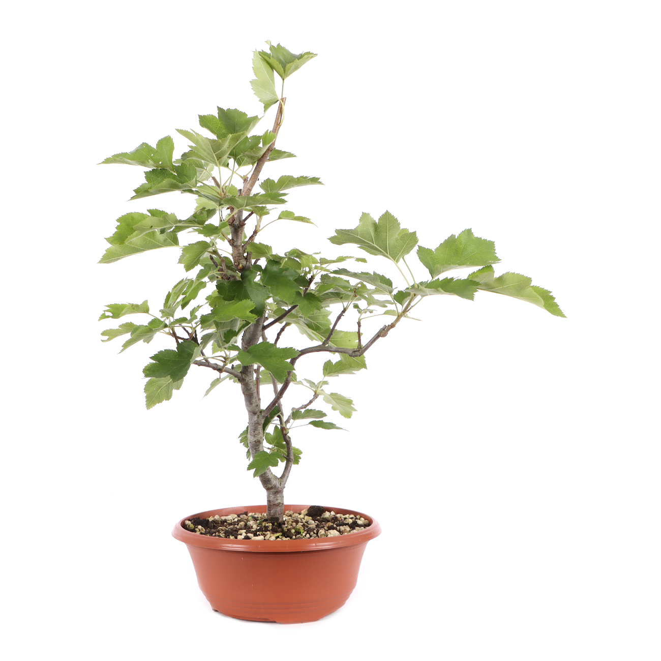 Sorbus torminalis