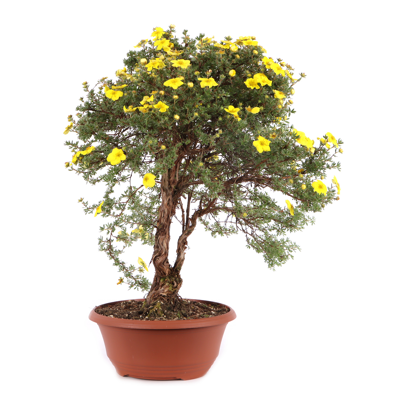Potentilla fruticosa 'Kobold'