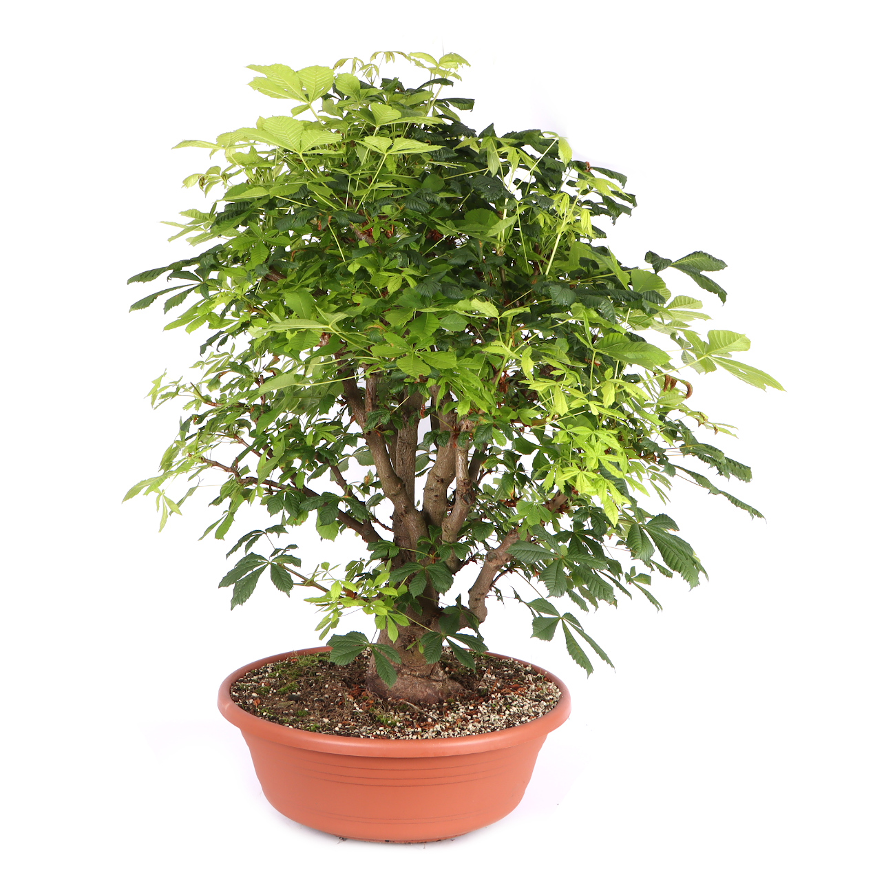 Seitenansicht rechts