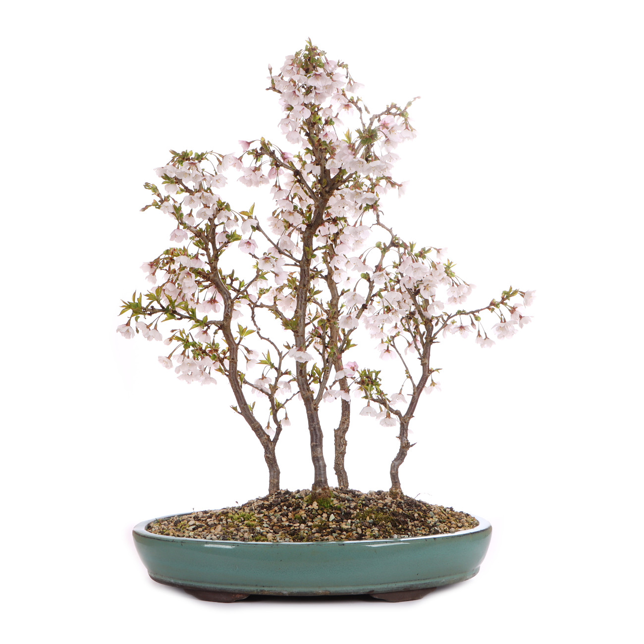 Prunus incisa 'Kojou-no-mai'