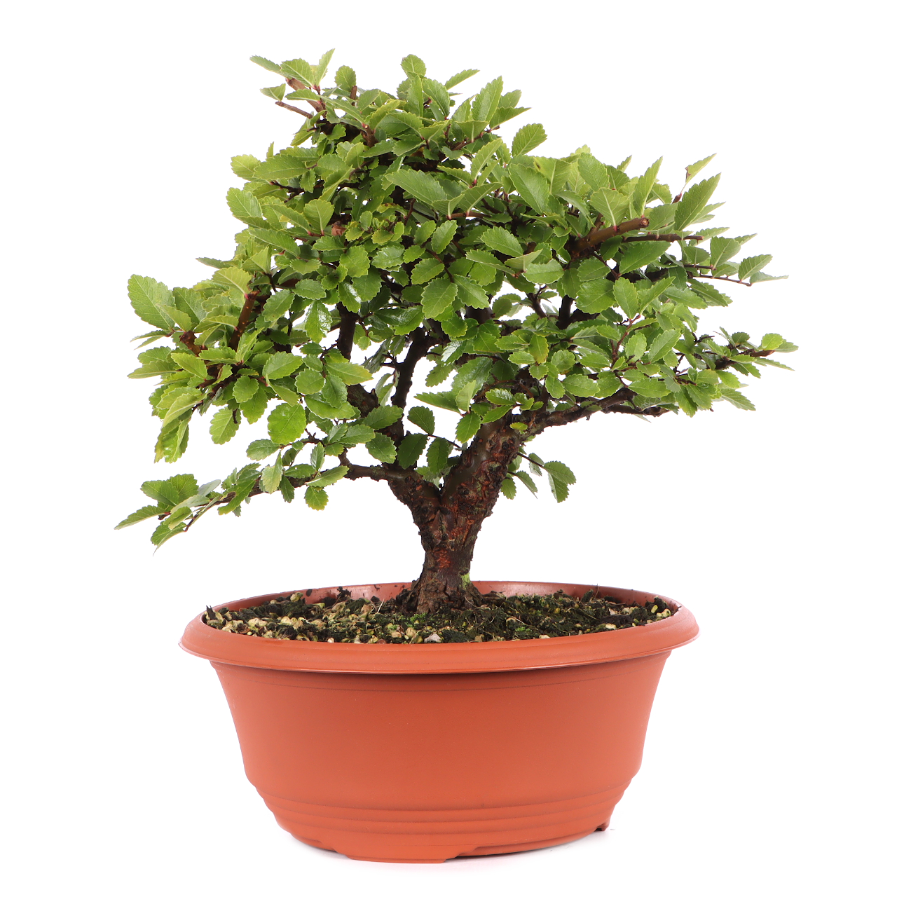 Ulmus japonica