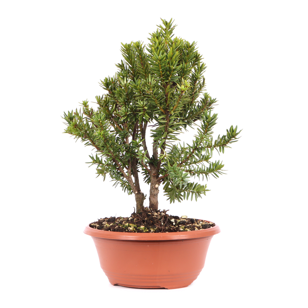 Taxus cuspidata 'Lescow'