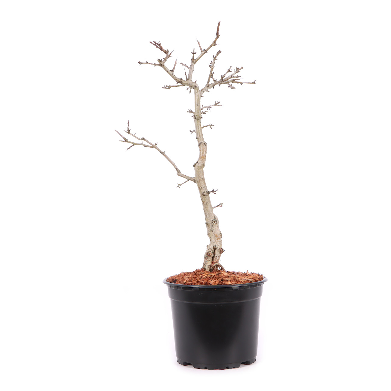 Crataegus laevigata 'Paul's Scarlet'