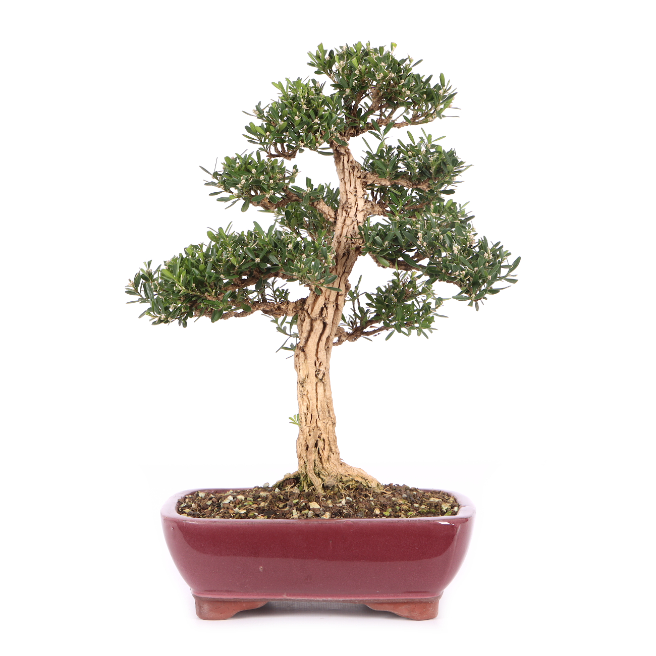 Buxus sinica var. sinica