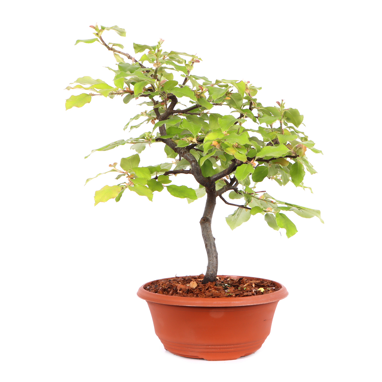 Seitenansicht rechts