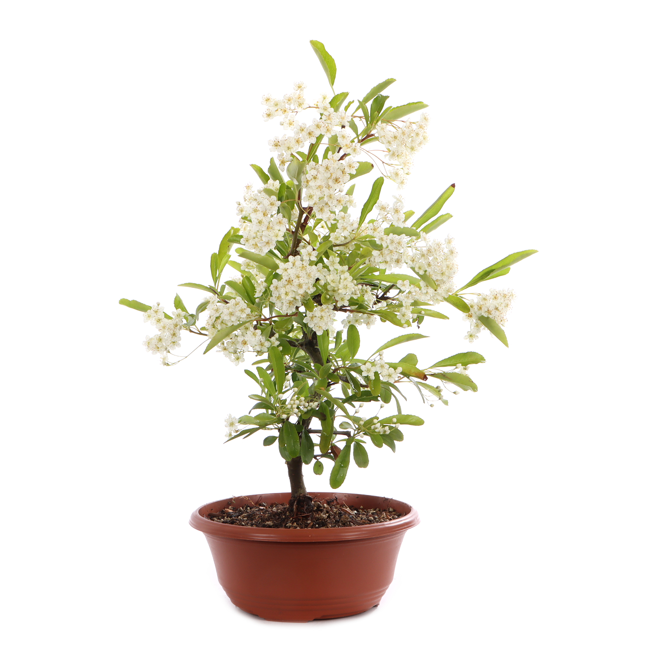 Pyracantha angustifolia