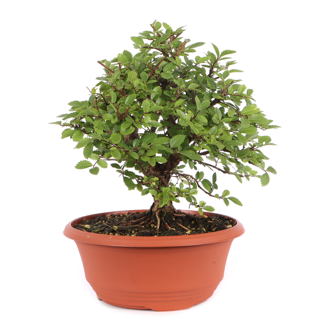 Ulmus japonica