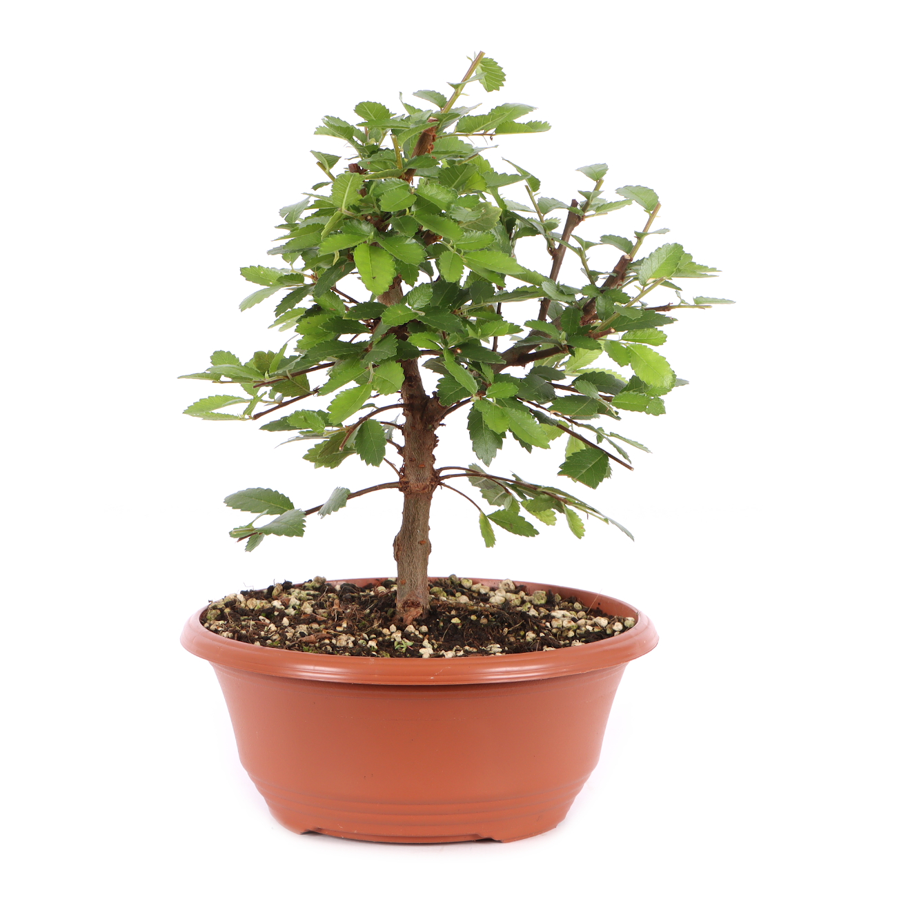 Ulmus japonica