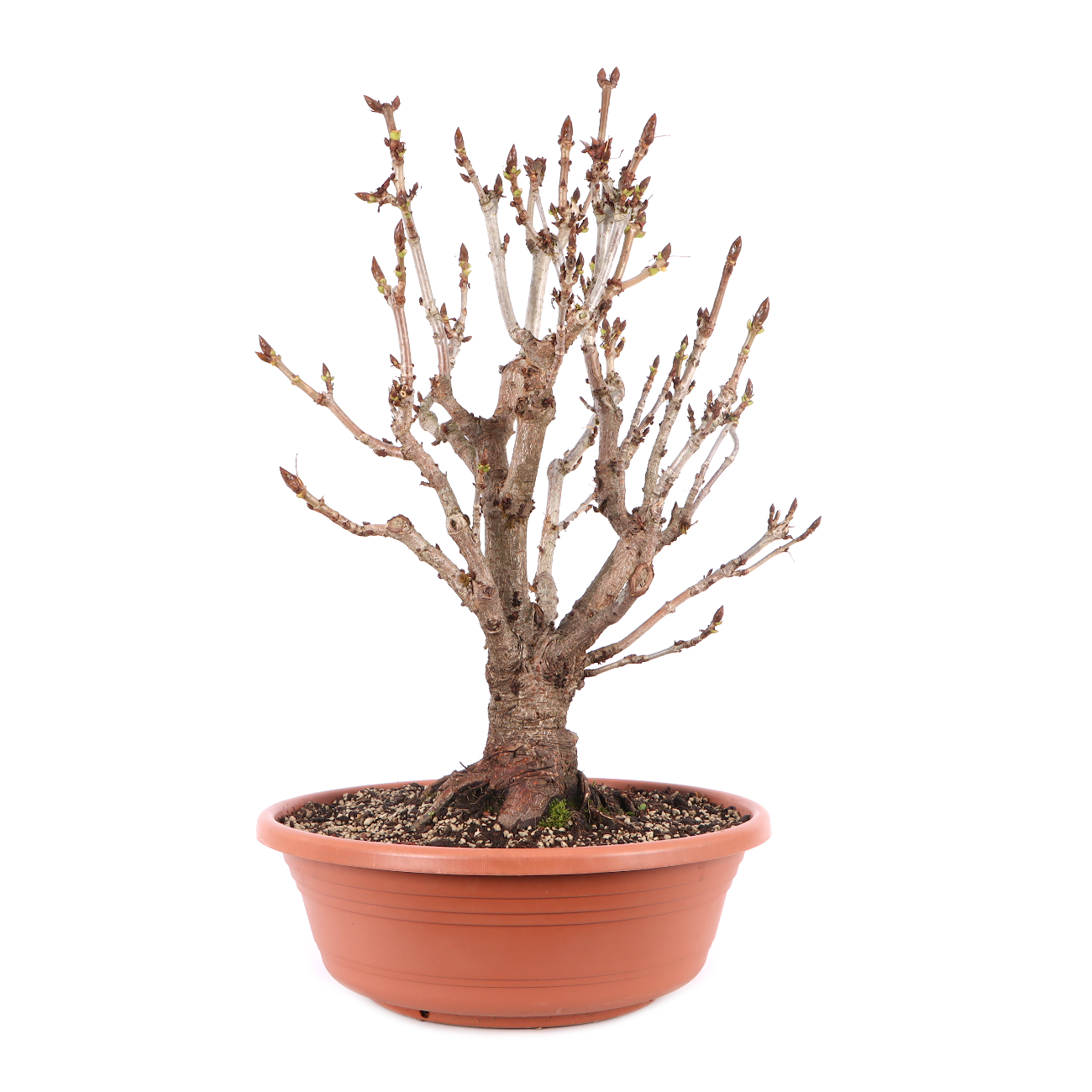 Aesculus hippocastanum