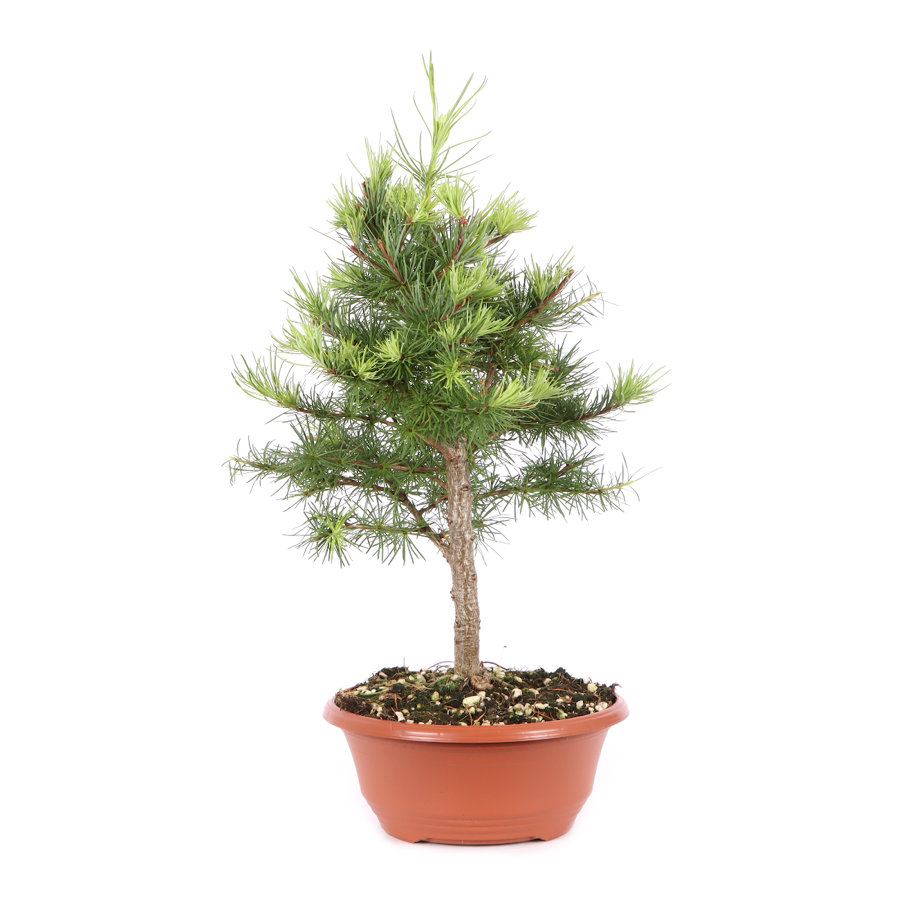 Larix kaempferi
