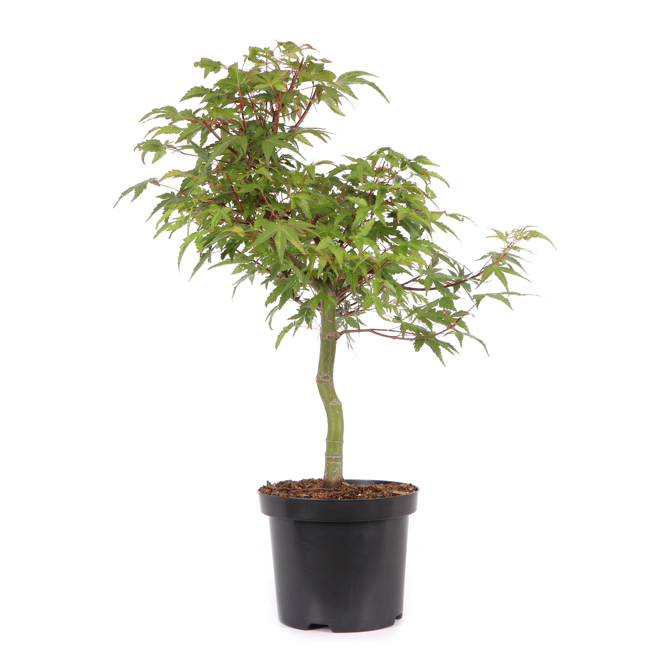 Acer palmatum
