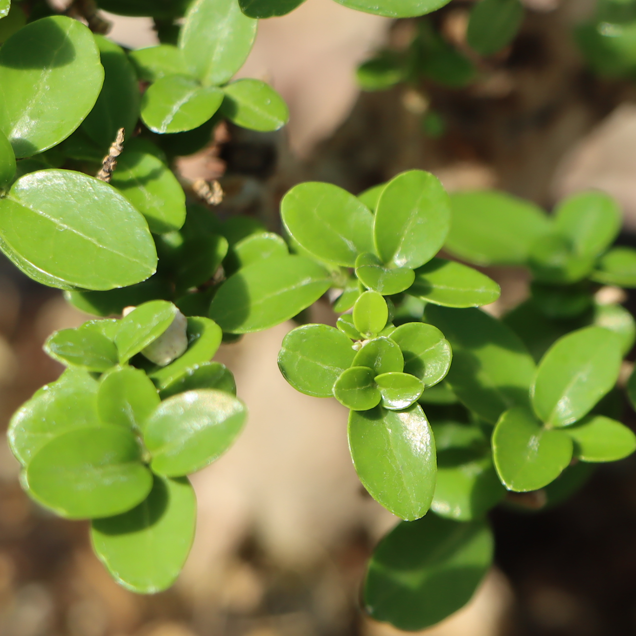 Premna microphylla