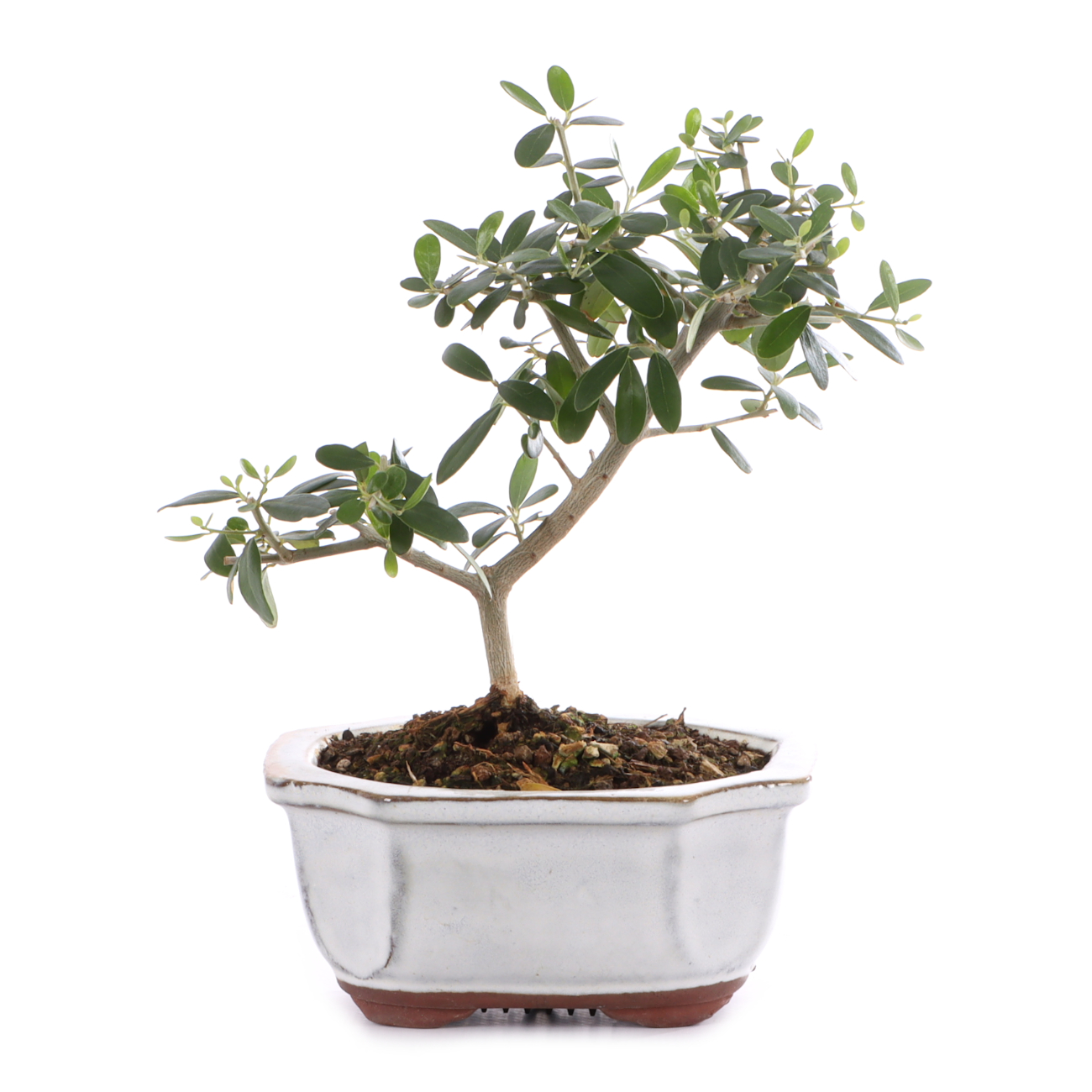 Olea europaea subsp. sylvestris