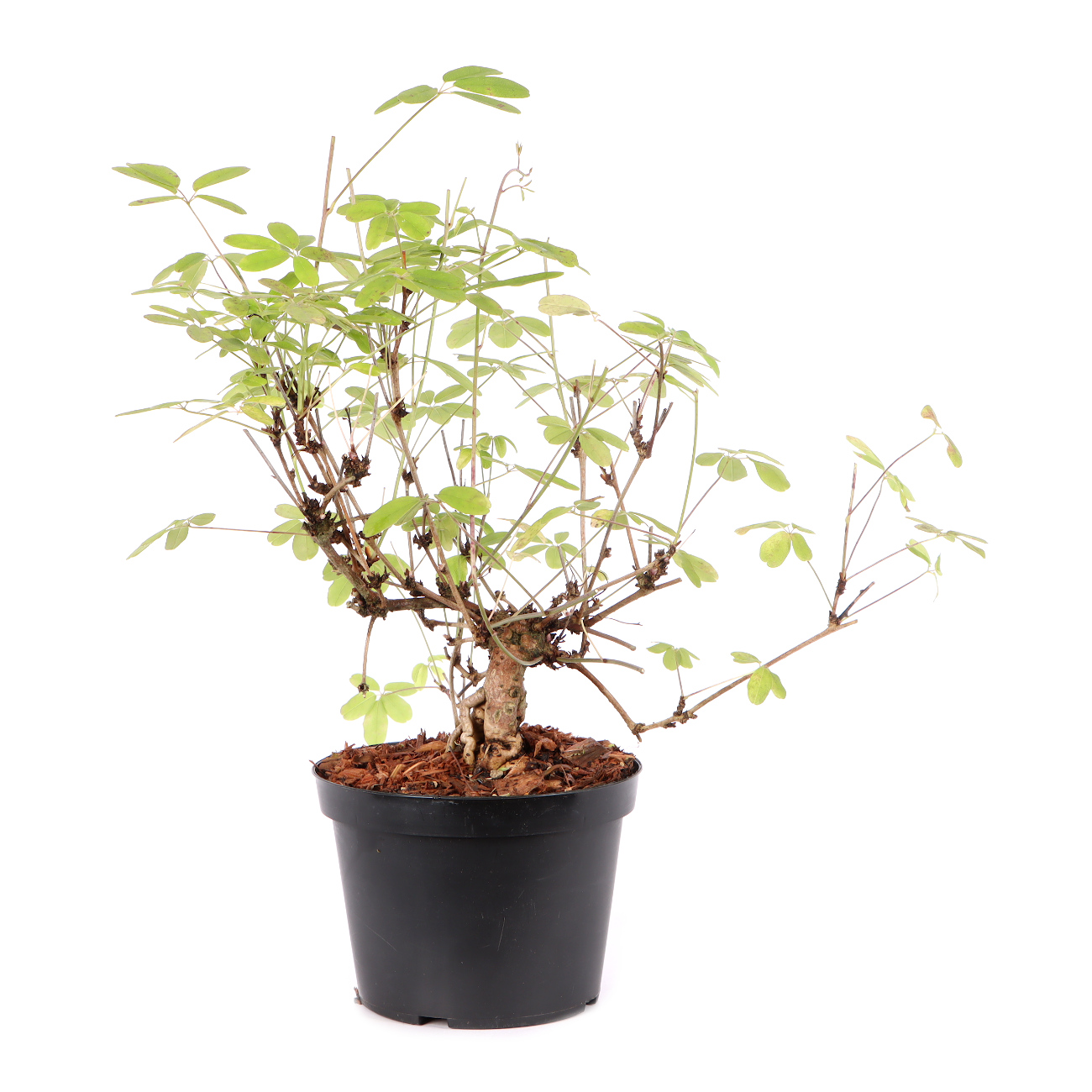 Akebia quinata