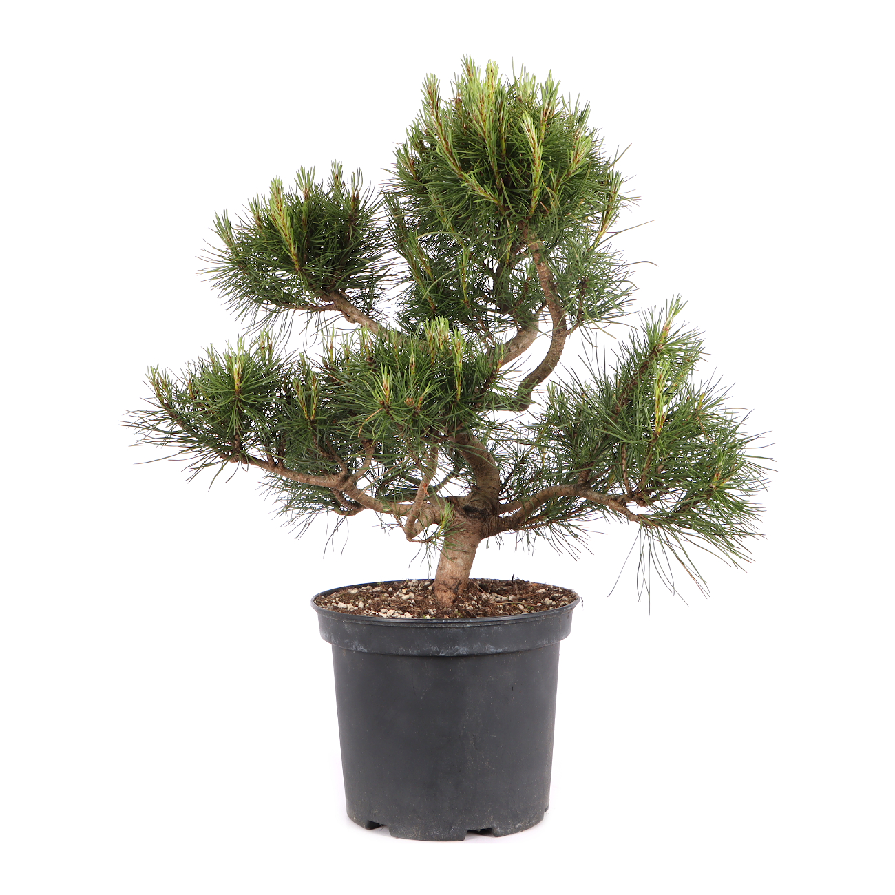 Pinus sylvestris