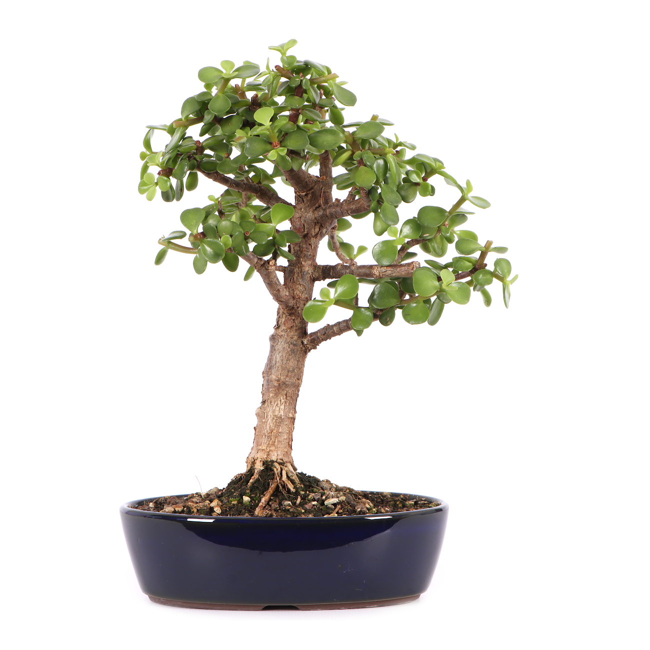 Portulacaria afra