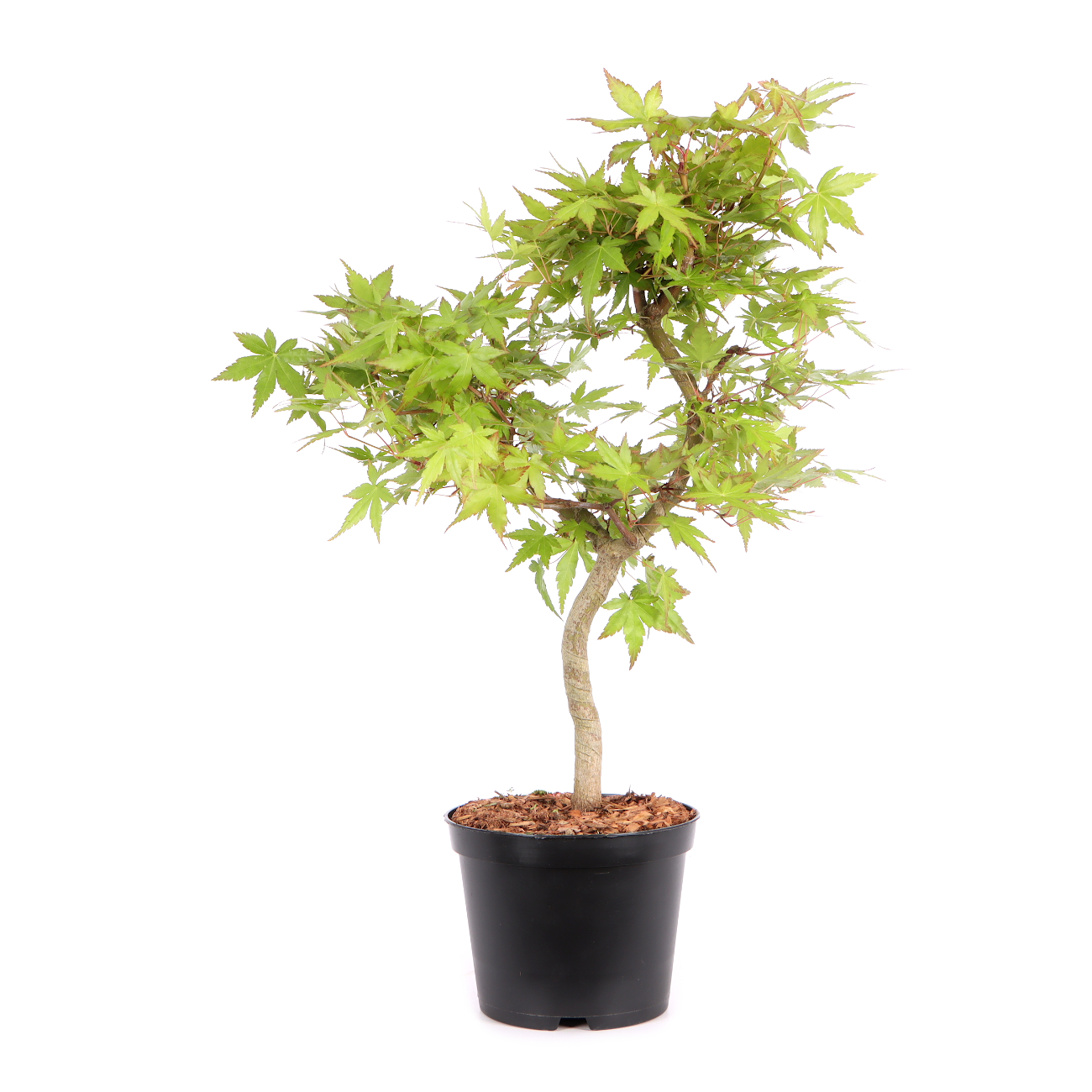 Acer palmatum